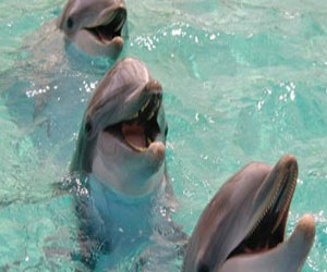   مصر اليوم - جماعة بيئية: بناء سد على نهر ميكونج يعرض الدلافين لخطر الانقراض